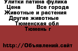 Улитки патина фулика › Цена ­ 10 - Все города Животные и растения » Другие животные   . Тюменская обл.,Тюмень г.